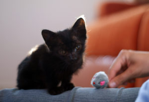 Use toys to engage the animals attention