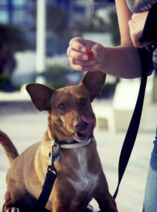 Use treats to 'persuade' your animal to pose